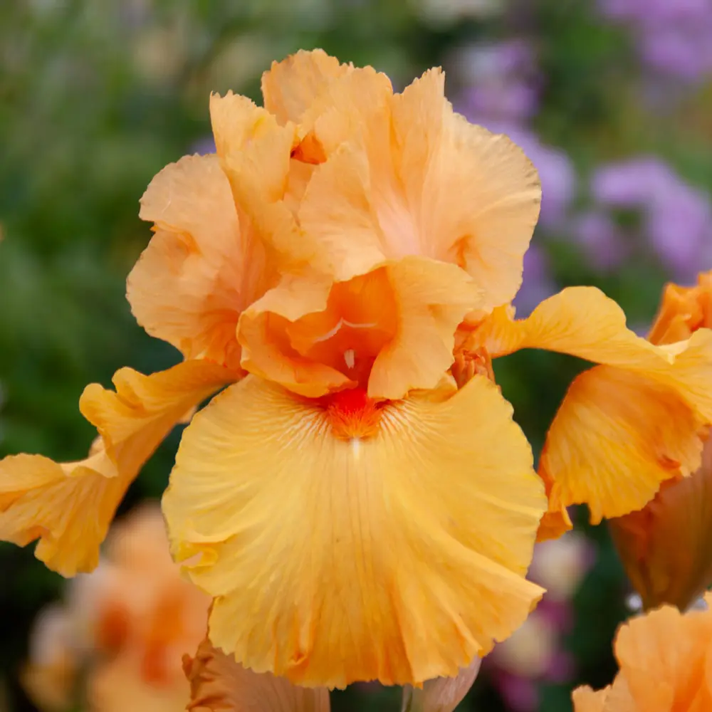 German Iris Magical Glow - Image 2