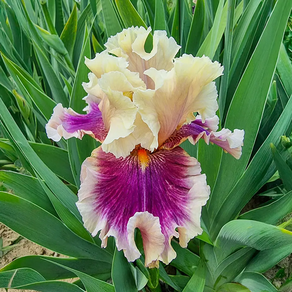 German Iris Make Mine Magic