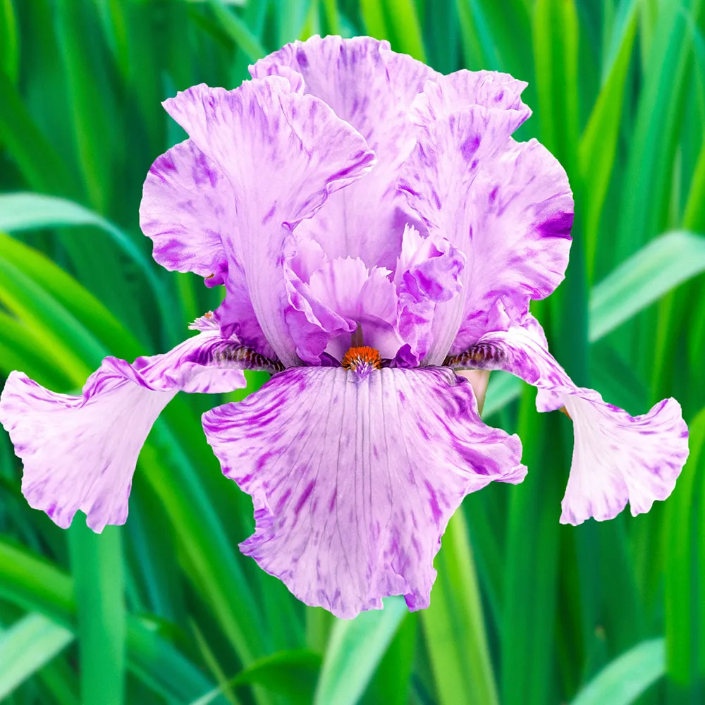 German Iris Maria Tormena