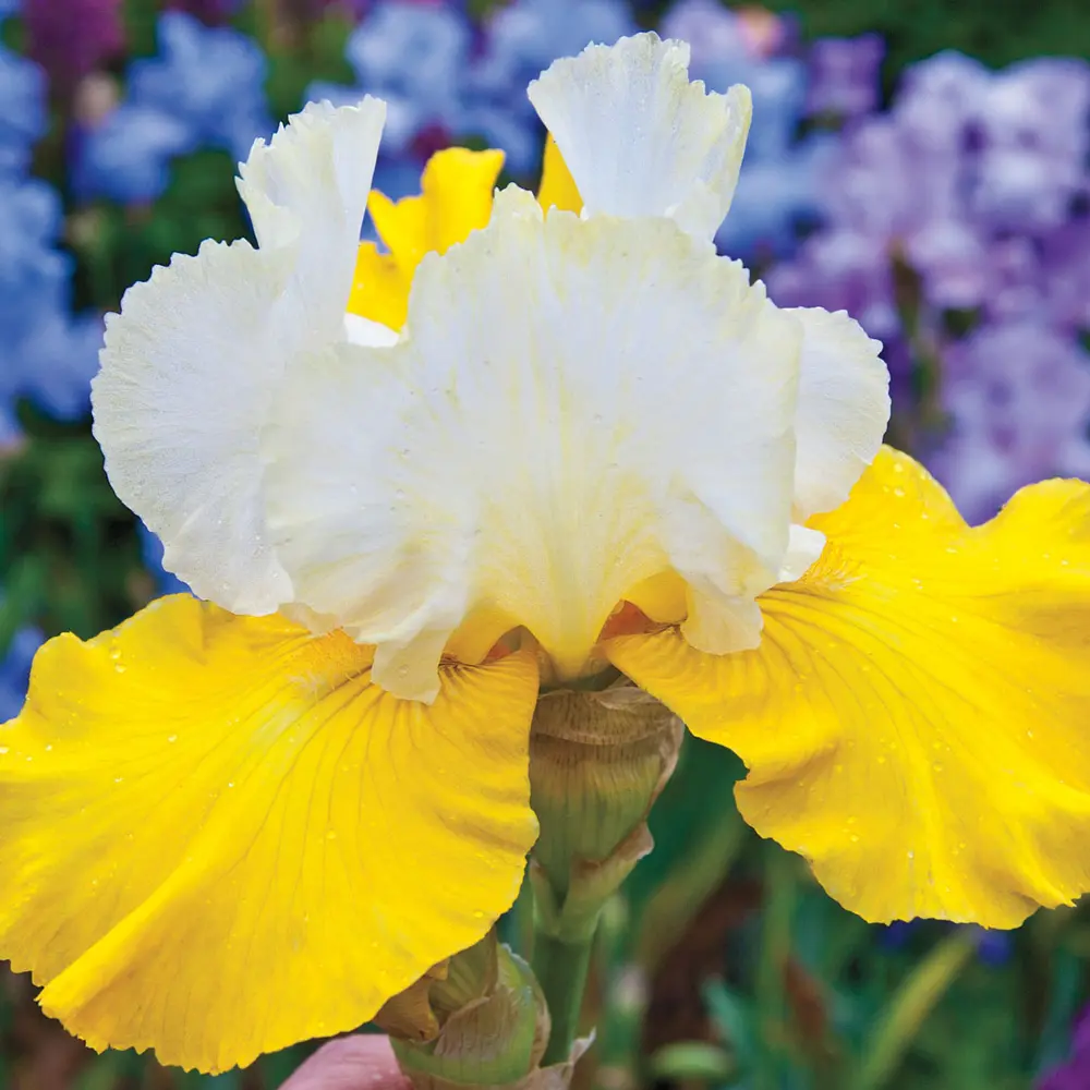 German Iris Neutron Dance - Image 3