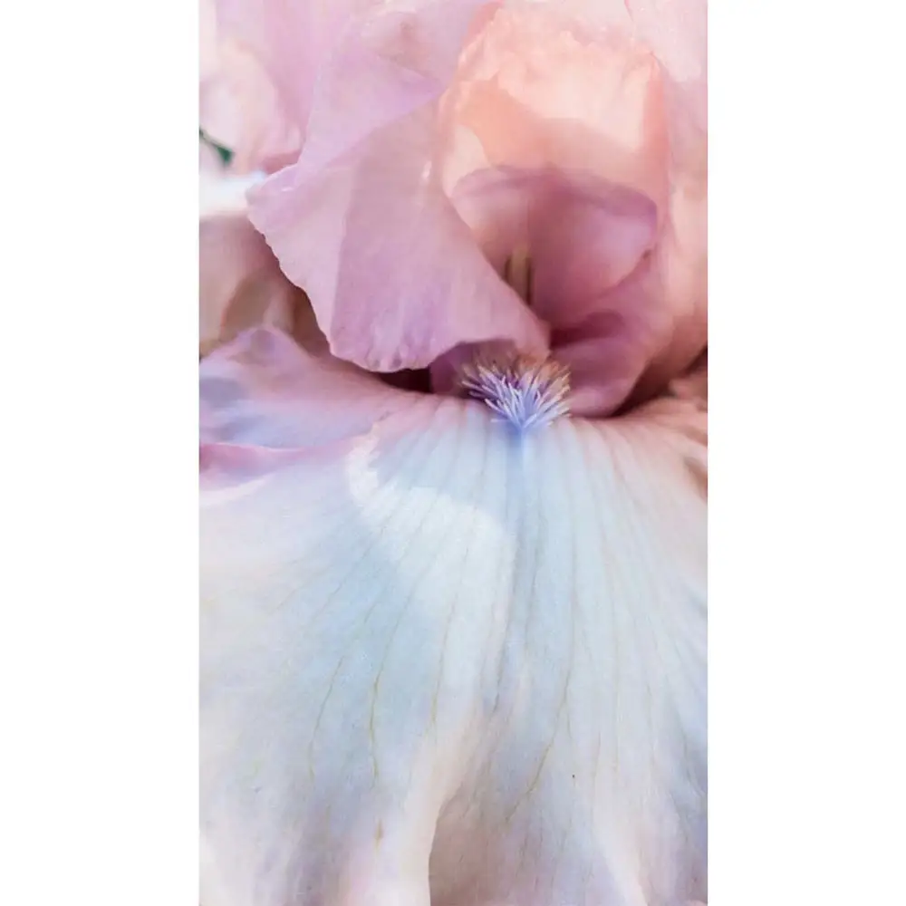 German Iris One Last Kiss - Image 2