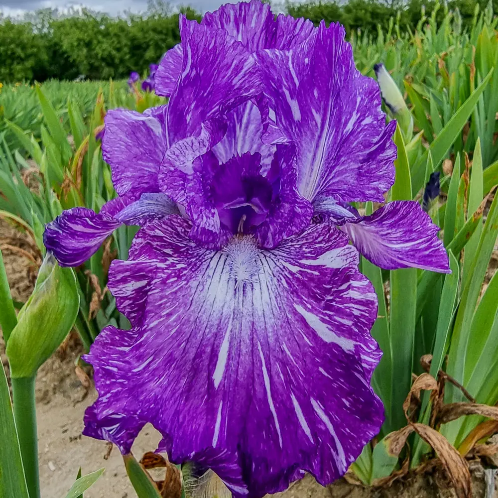 German Iris Out of Control - Image 2