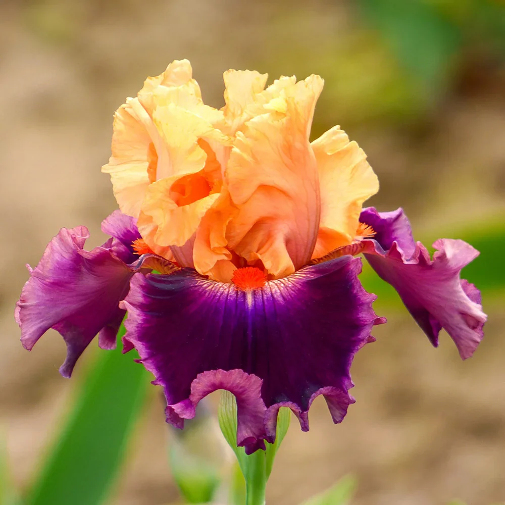 German Iris Rasputin - Image 2