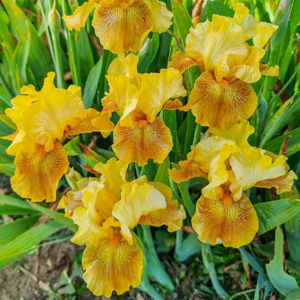 German Iris Save the Bees