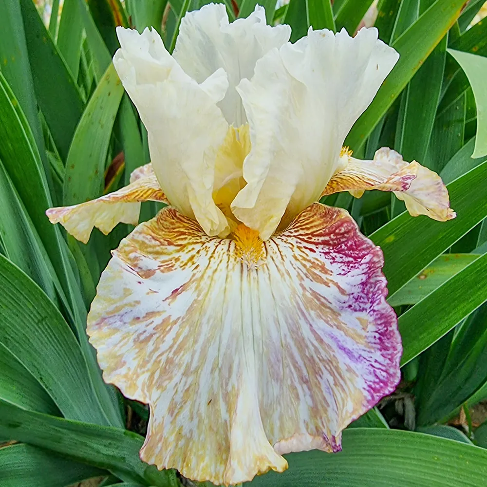 German Iris Snow Tiger - Image 2