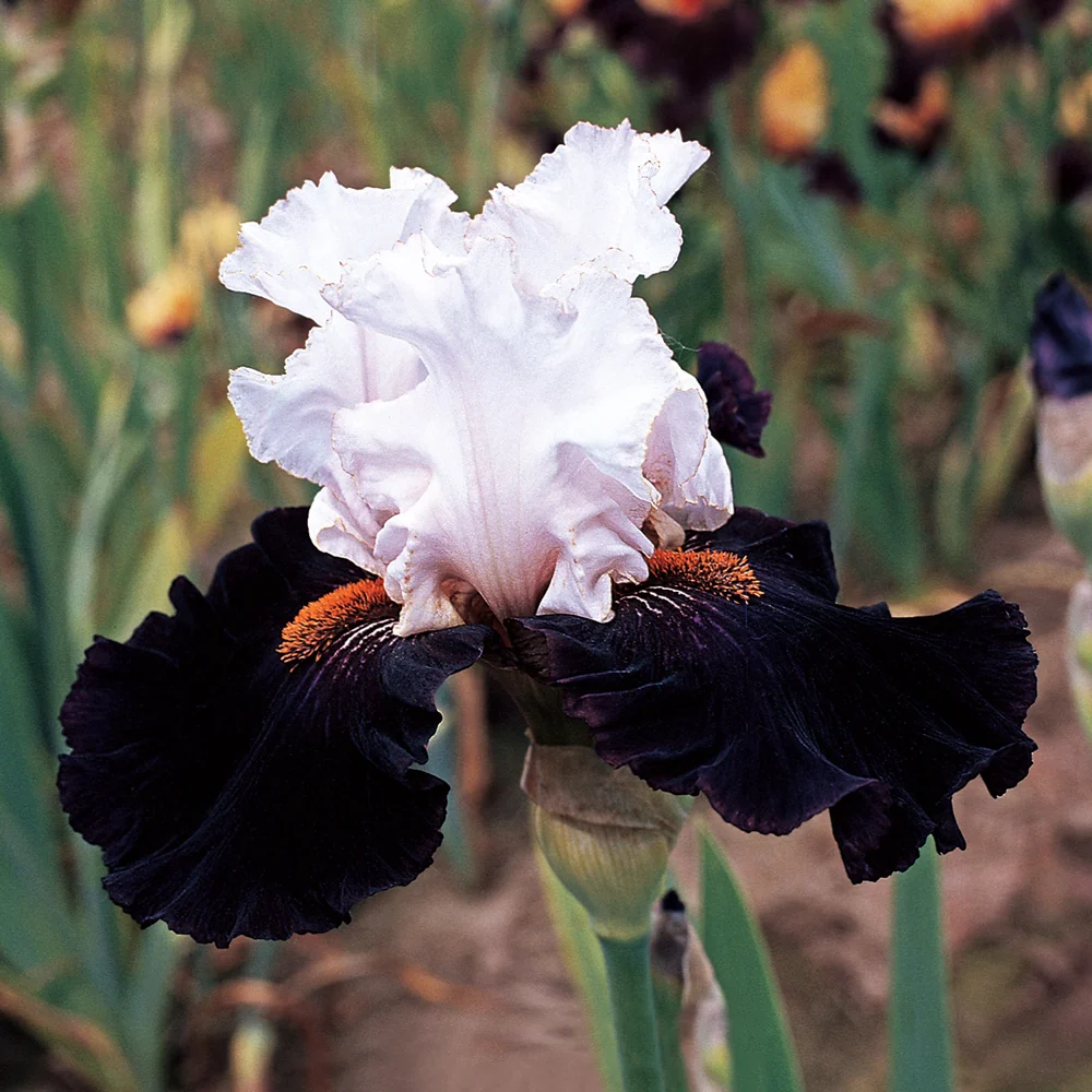 German Iris Starring - Image 2