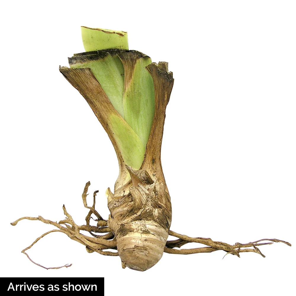German Iris Starring - Image 3