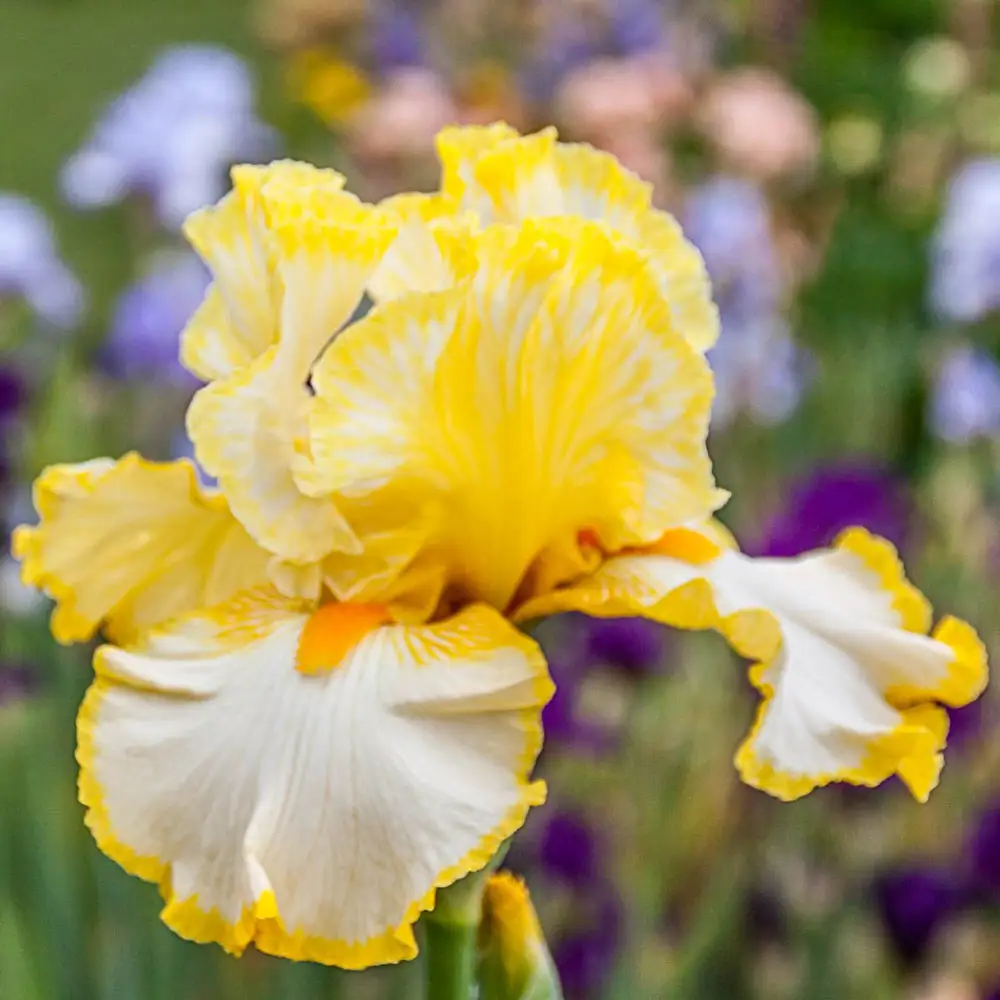 German Iris Sunrise Elegy - Image 3