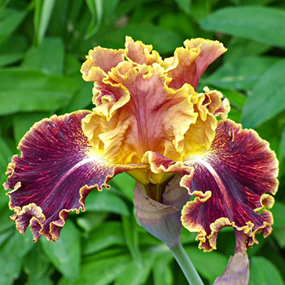 German Iris Volcanic Glow - Image 2