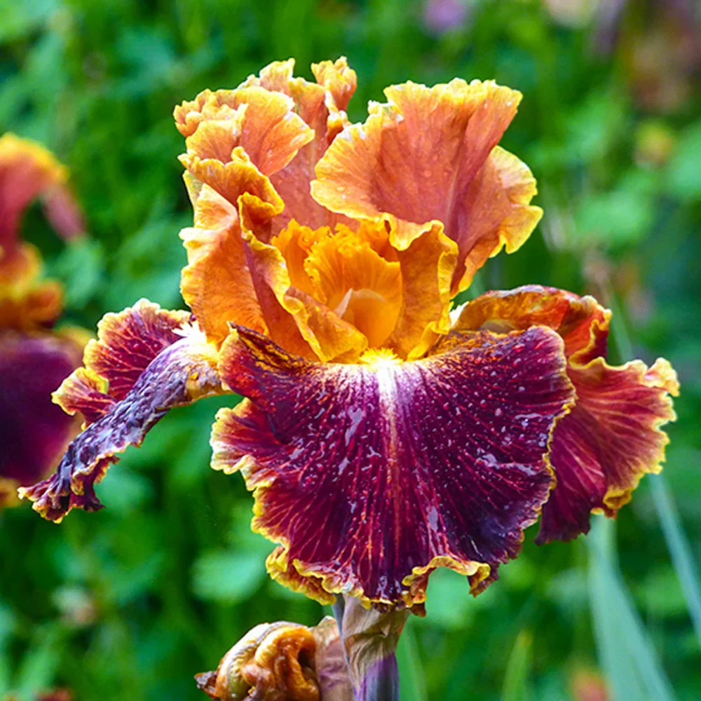 German Iris Volcanic Glow - Image 3
