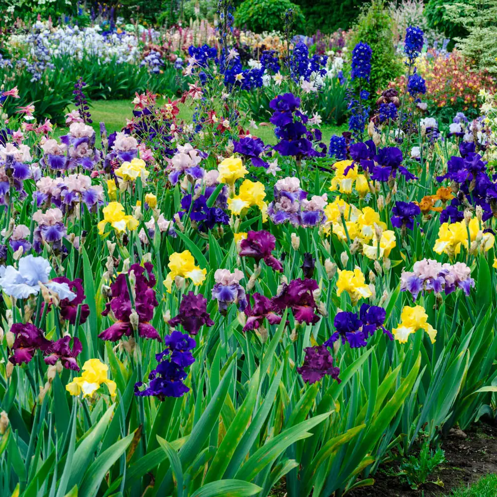 Tall Reblooming German Iris Mixture - Image 2