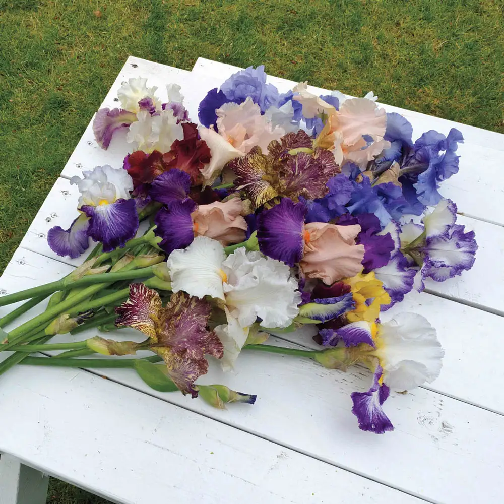 Tall Reblooming German Iris Mixture - Image 5