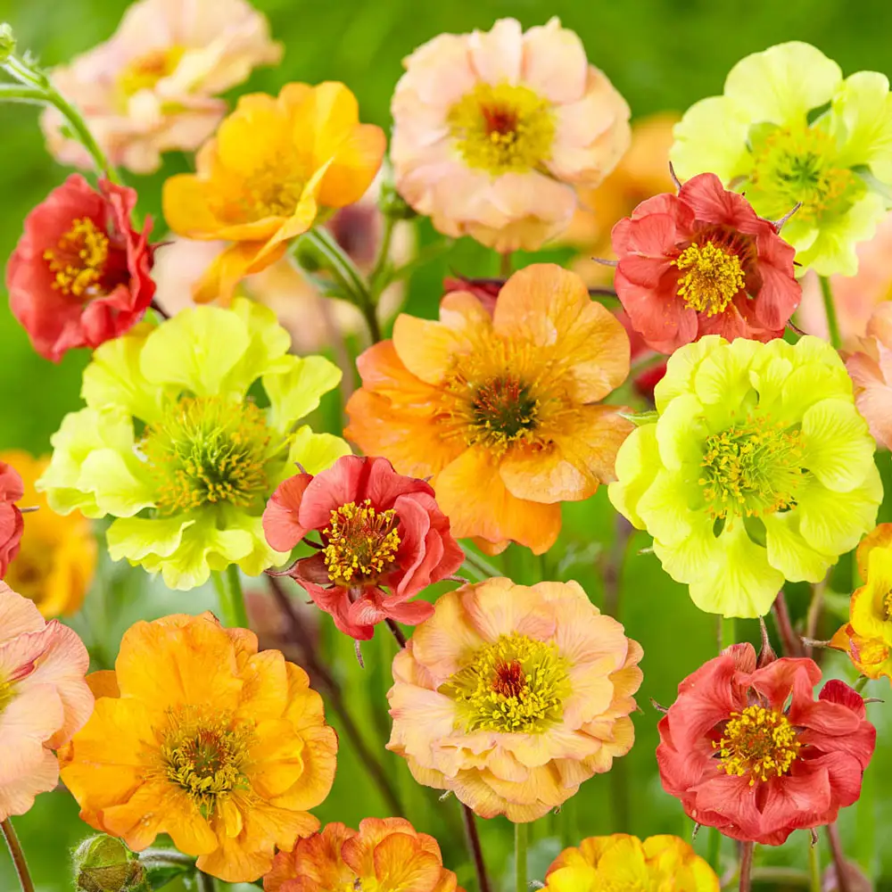 Geum Cocktail™ Series Mixed Colors (Avens)