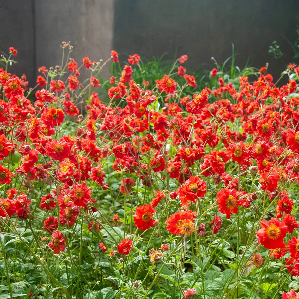 Geum Mrs. Bradshaw (Avens)