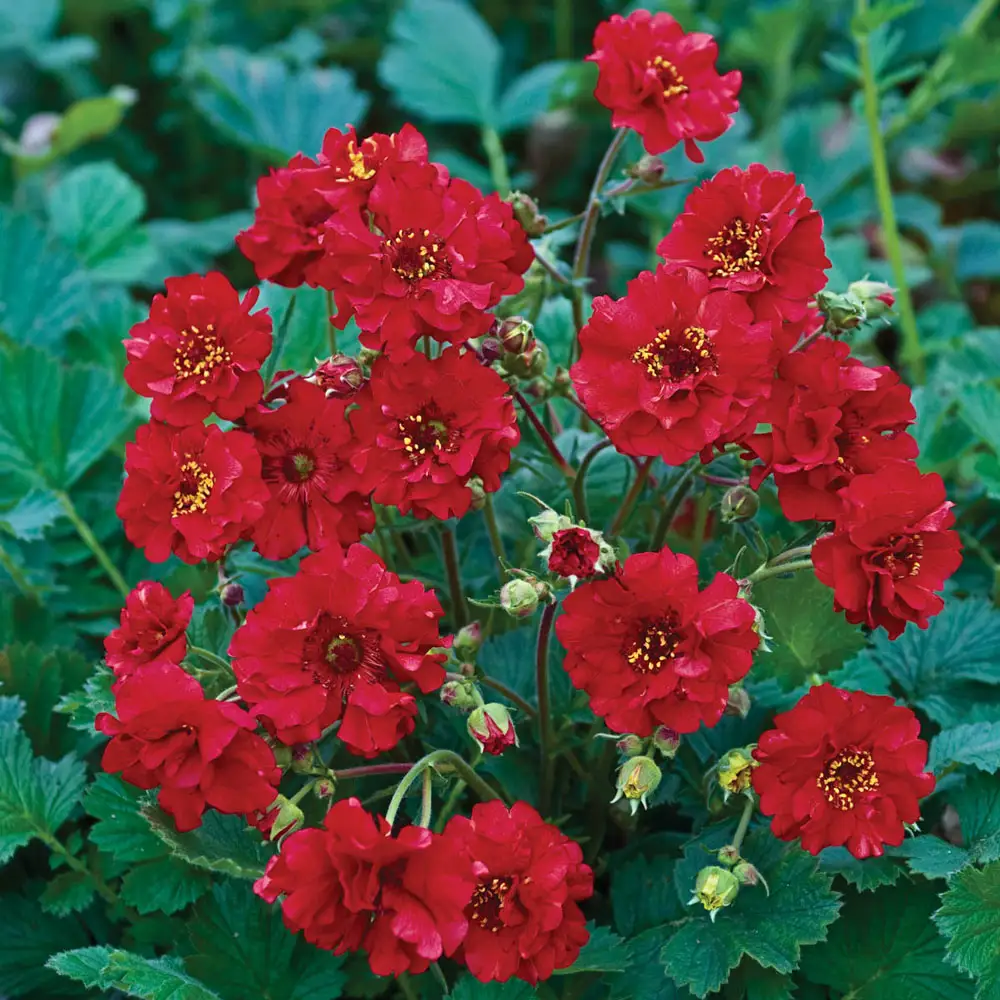Geum Mrs. Bradshaw (Avens) - Image 2