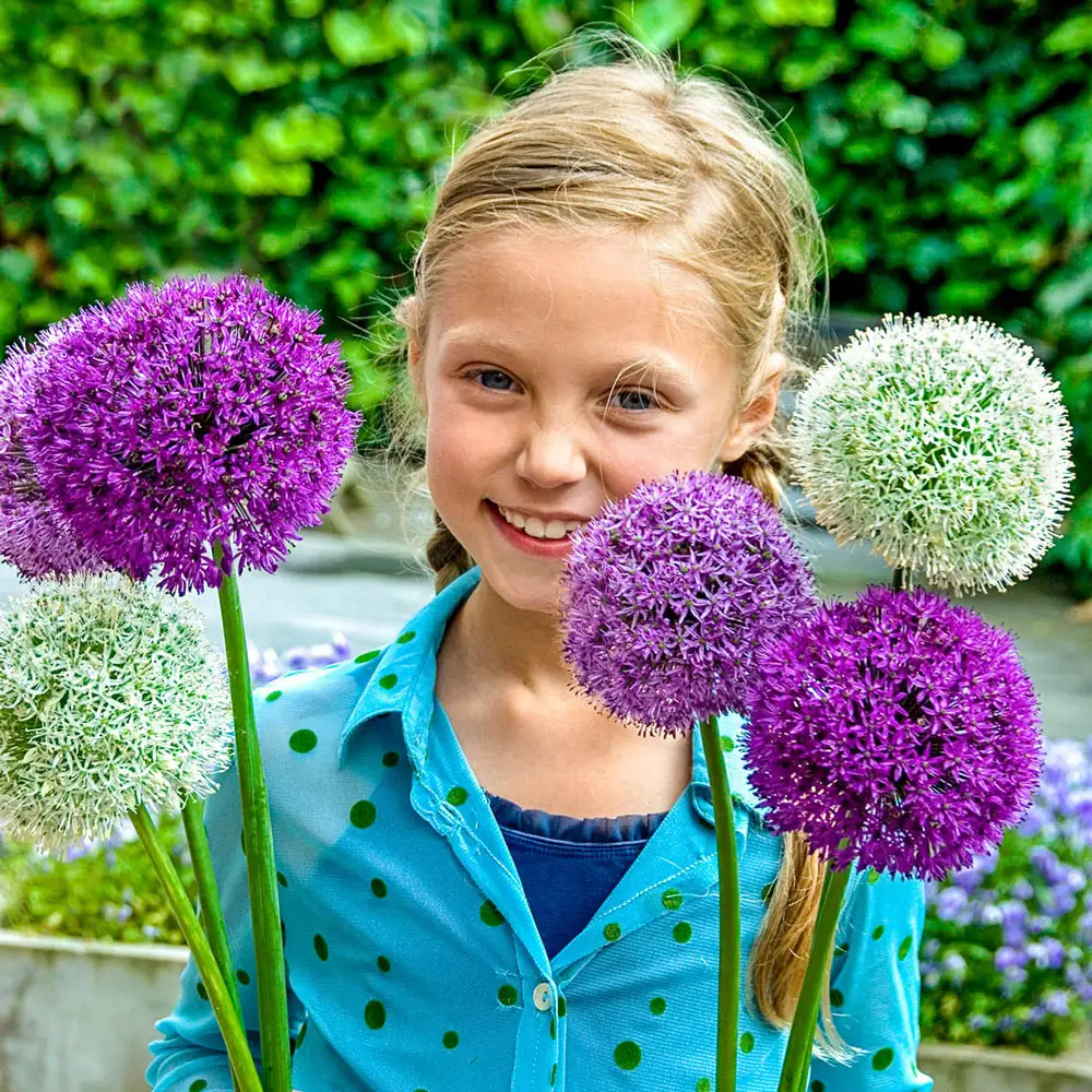 Giant Allium Duet - Image 4