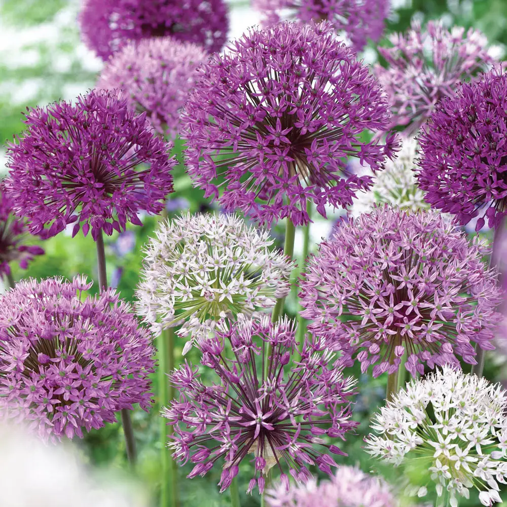Giant Allium Duet - Image 5