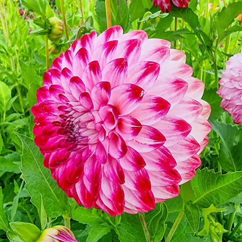 Giant Ball Dahlia Caproz Pizzazz - Image 2