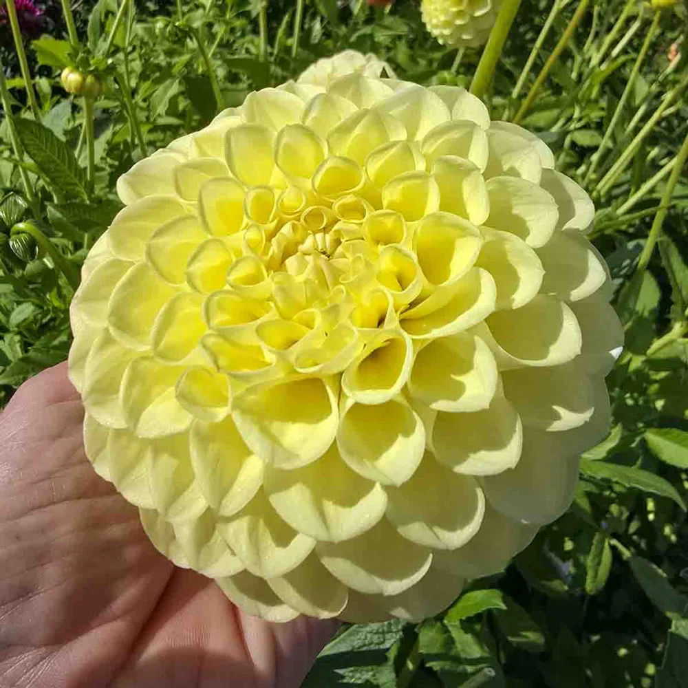 Giant Ball Dahlia Jowey Martina - Image 3