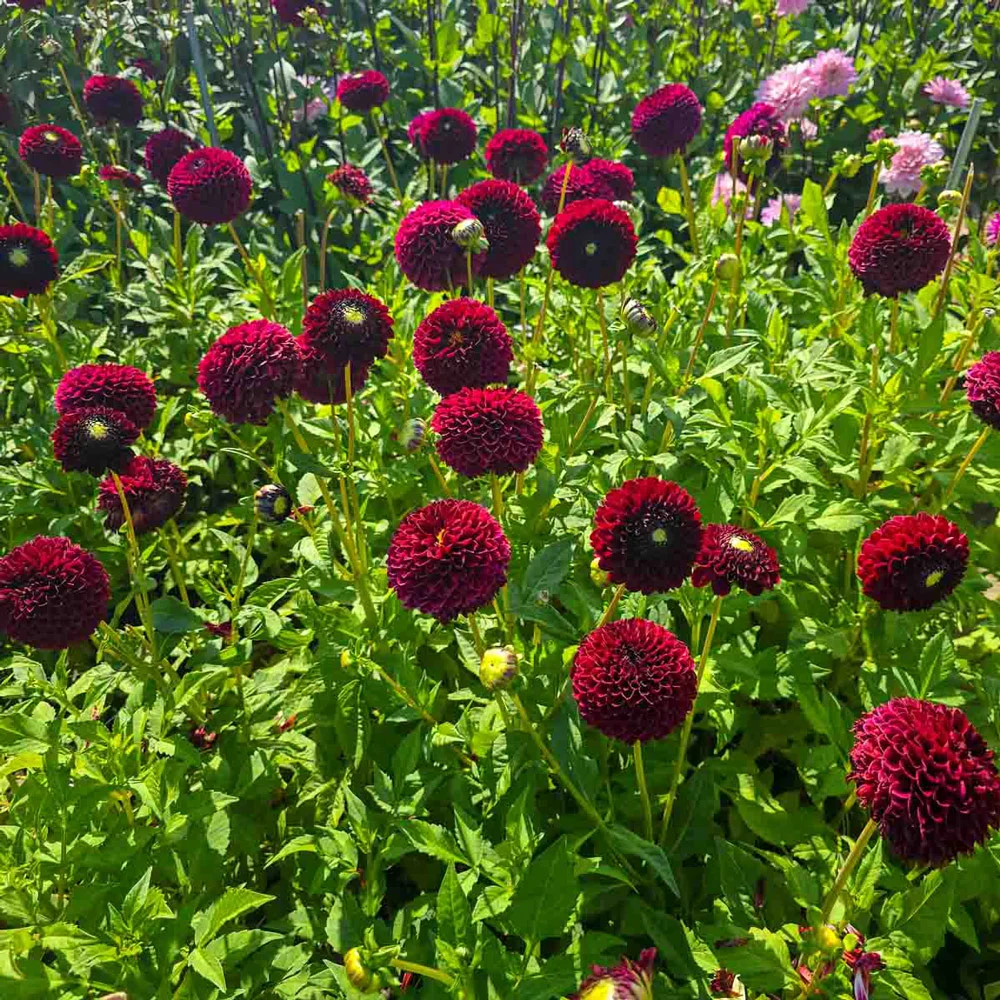 Giant Ball Dahlia Jowey Mirella - Image 4