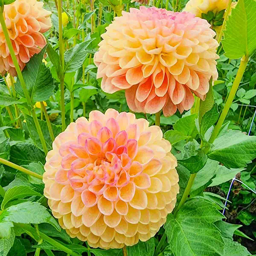 Giant Ball Dahlia Jowey Nicky - Image 2