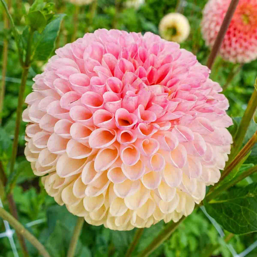 Giant Ball Dahlia Jowey Nicky - Image 3