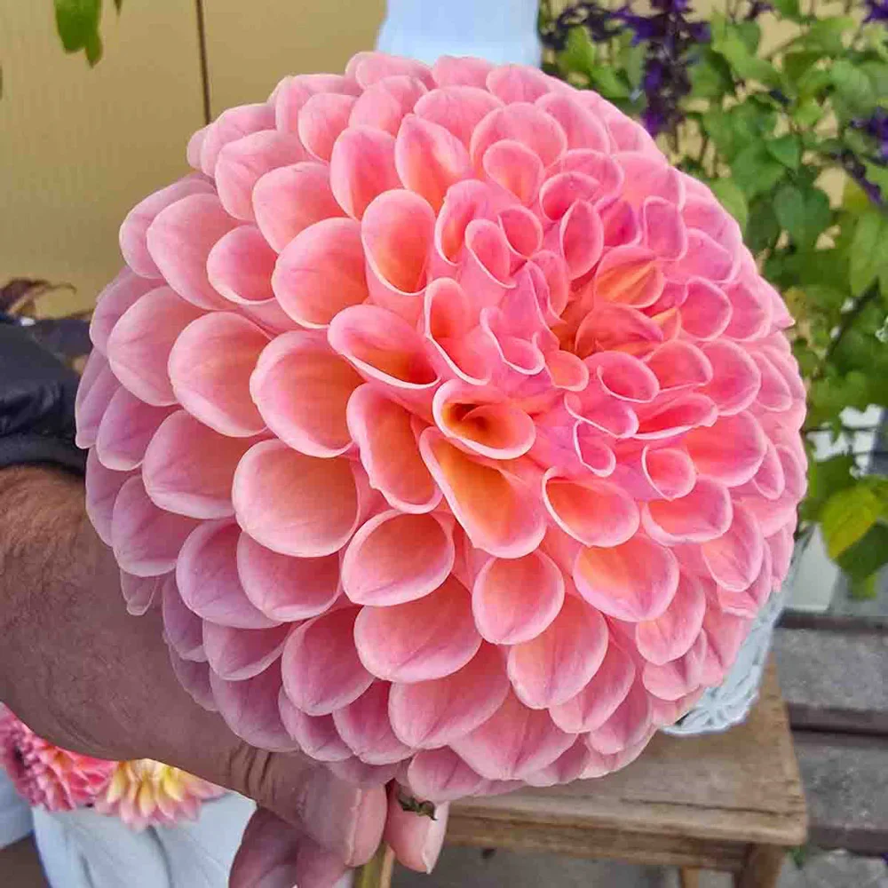 Giant Ball Dahlia Jowey Winnie - Image 3