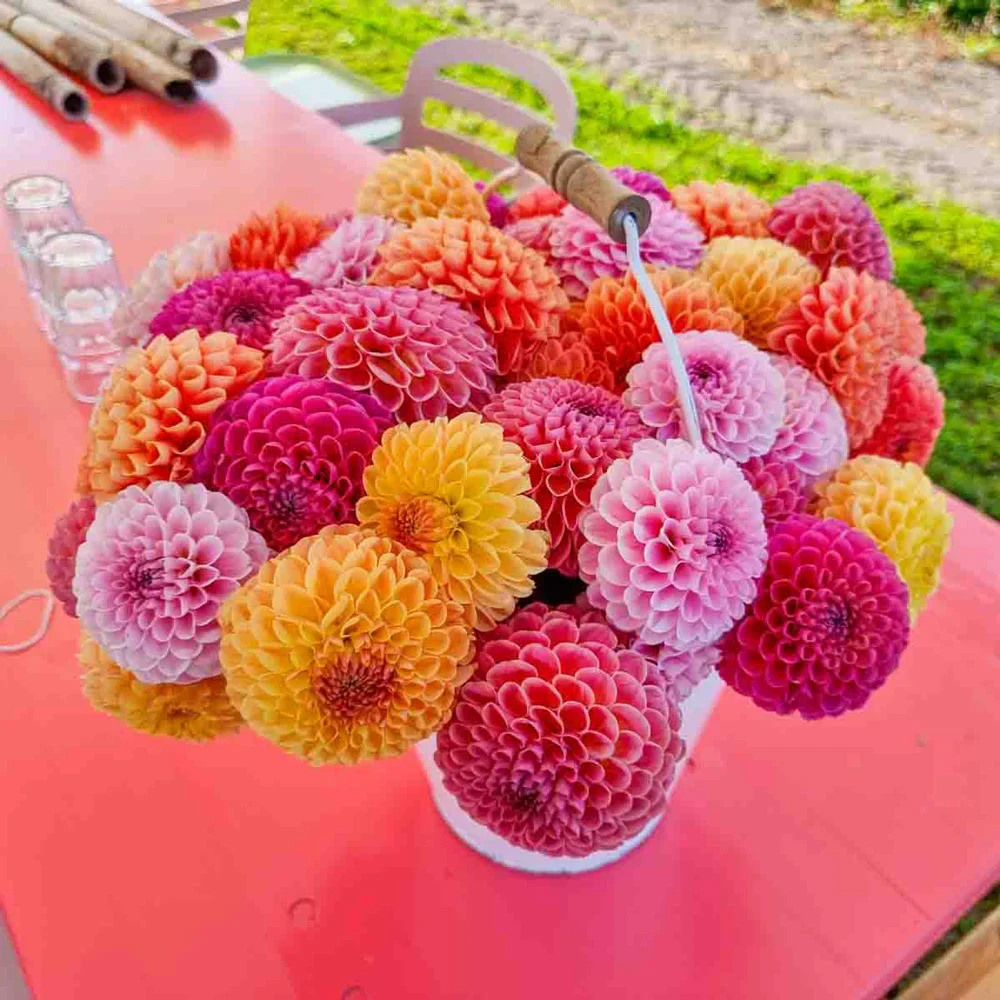 Giant Ball Dahlia Mix - Image 3