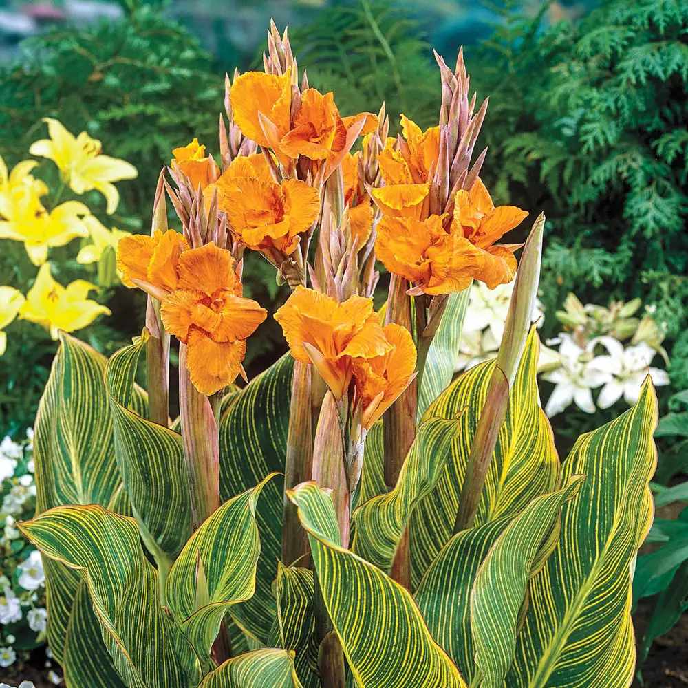 Variegated Giant Canna Pretoria