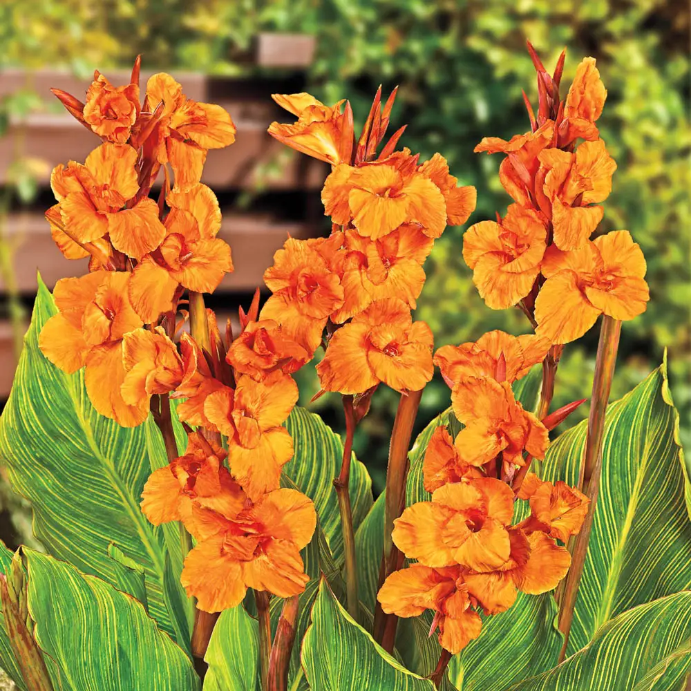 Variegated Giant Canna Pretoria - Image 2