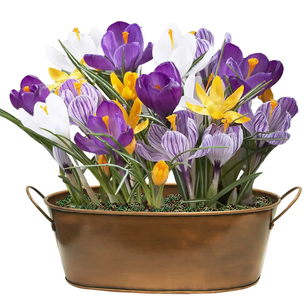 Giant Crocus Mix - Image 2