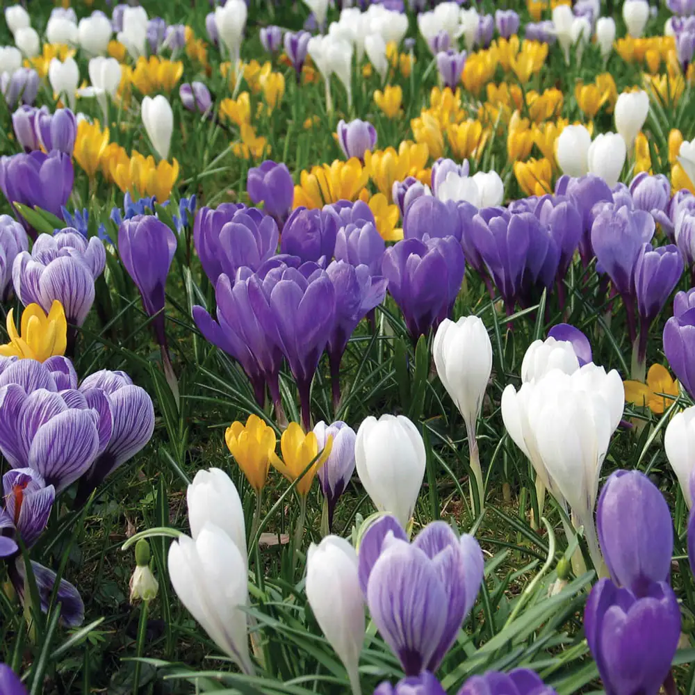 Giant Crocus Mix - Image 3