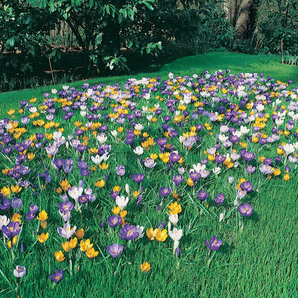 Giant Crocus Mix - Image 4
