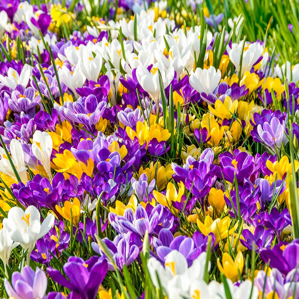 Giant Crocus Mix - Image 5