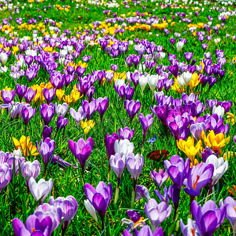 Giant Crocus Mix - Image 7
