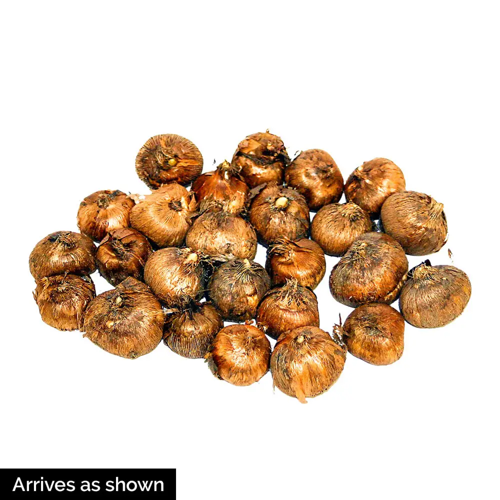 Giant Crocus Mix - Image 8
