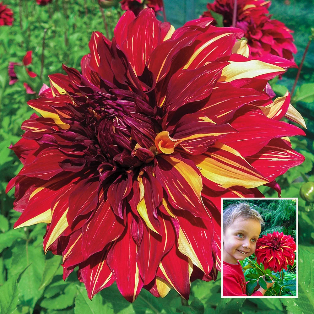 Giant Dinnerplate Dahlia Bohemian Spartacus