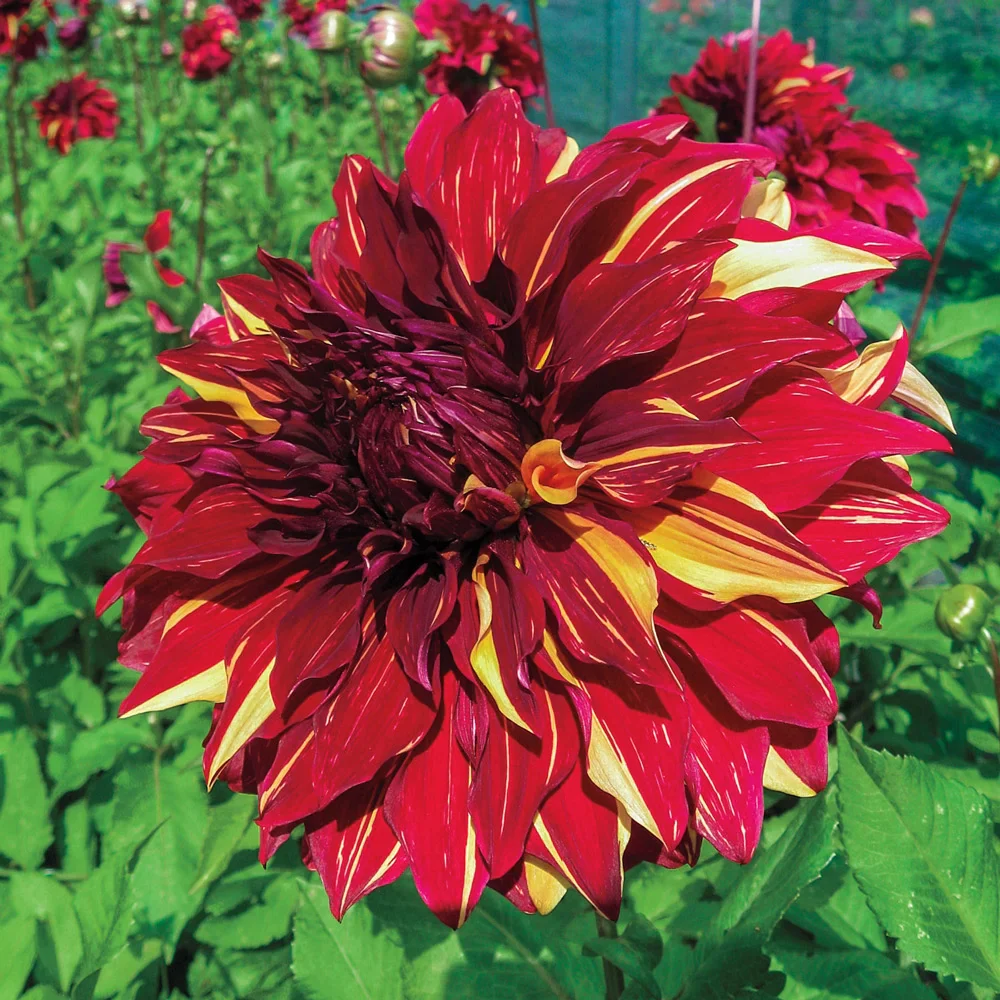 Giant Dinnerplate Dahlia Bohemian Spartacus - Image 2