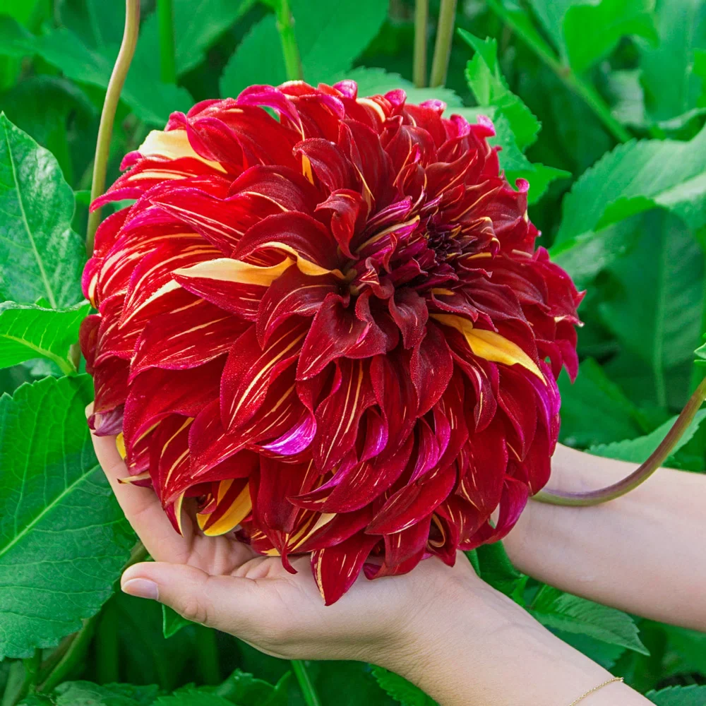 Giant Dinnerplate Dahlia Bohemian Spartacus - Image 3