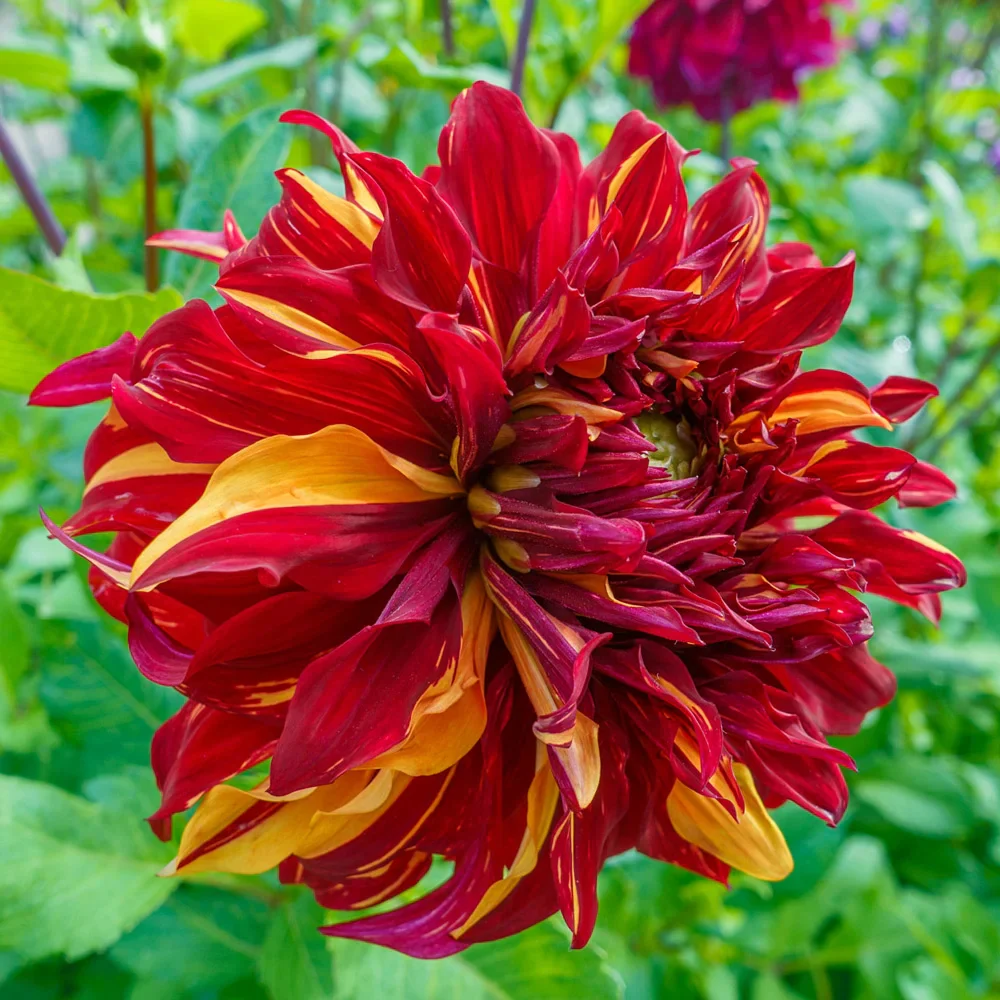Giant Dinnerplate Dahlia Bohemian Spartacus - Image 4