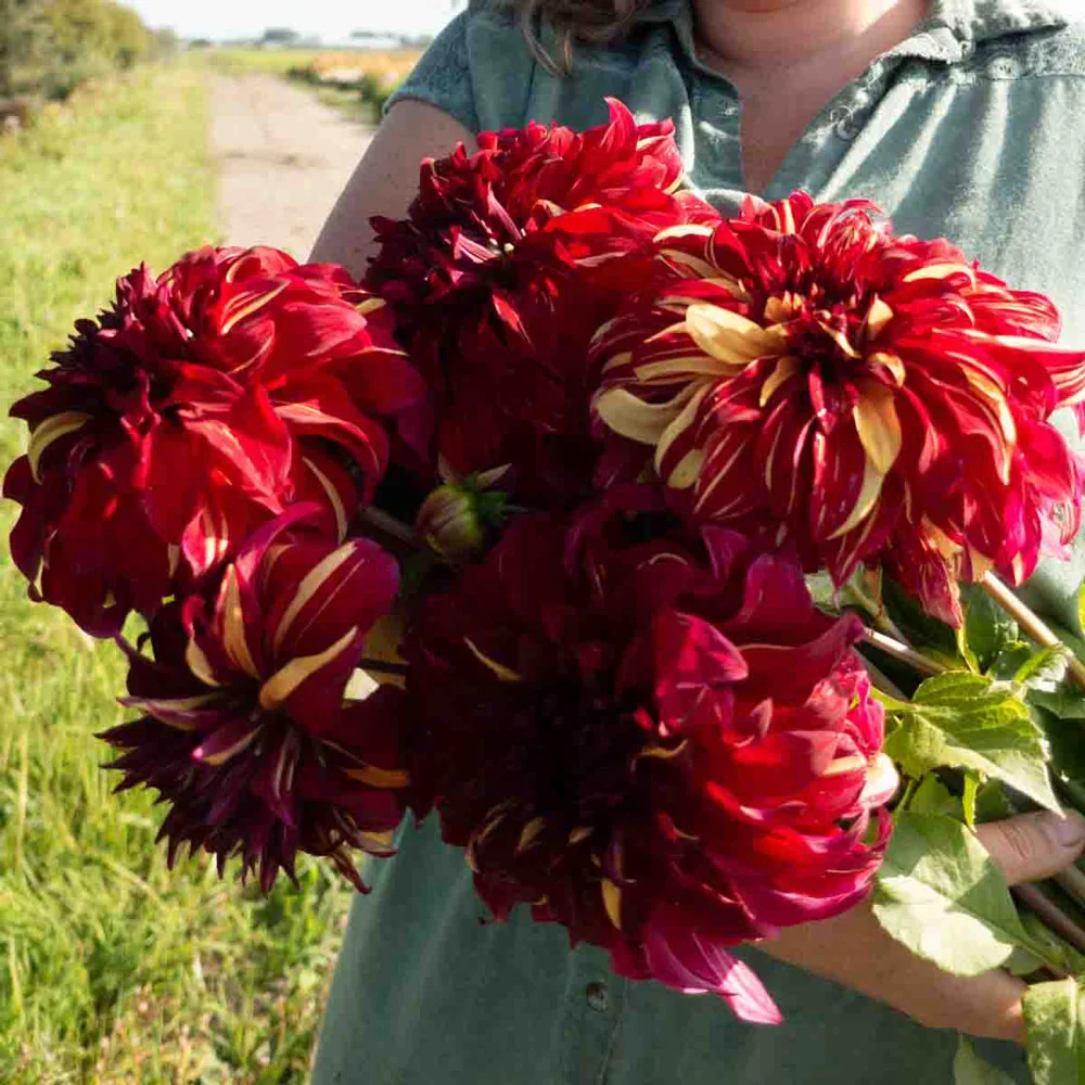 Giant Dinnerplate Dahlia Bohemian Spartacus - Image 5