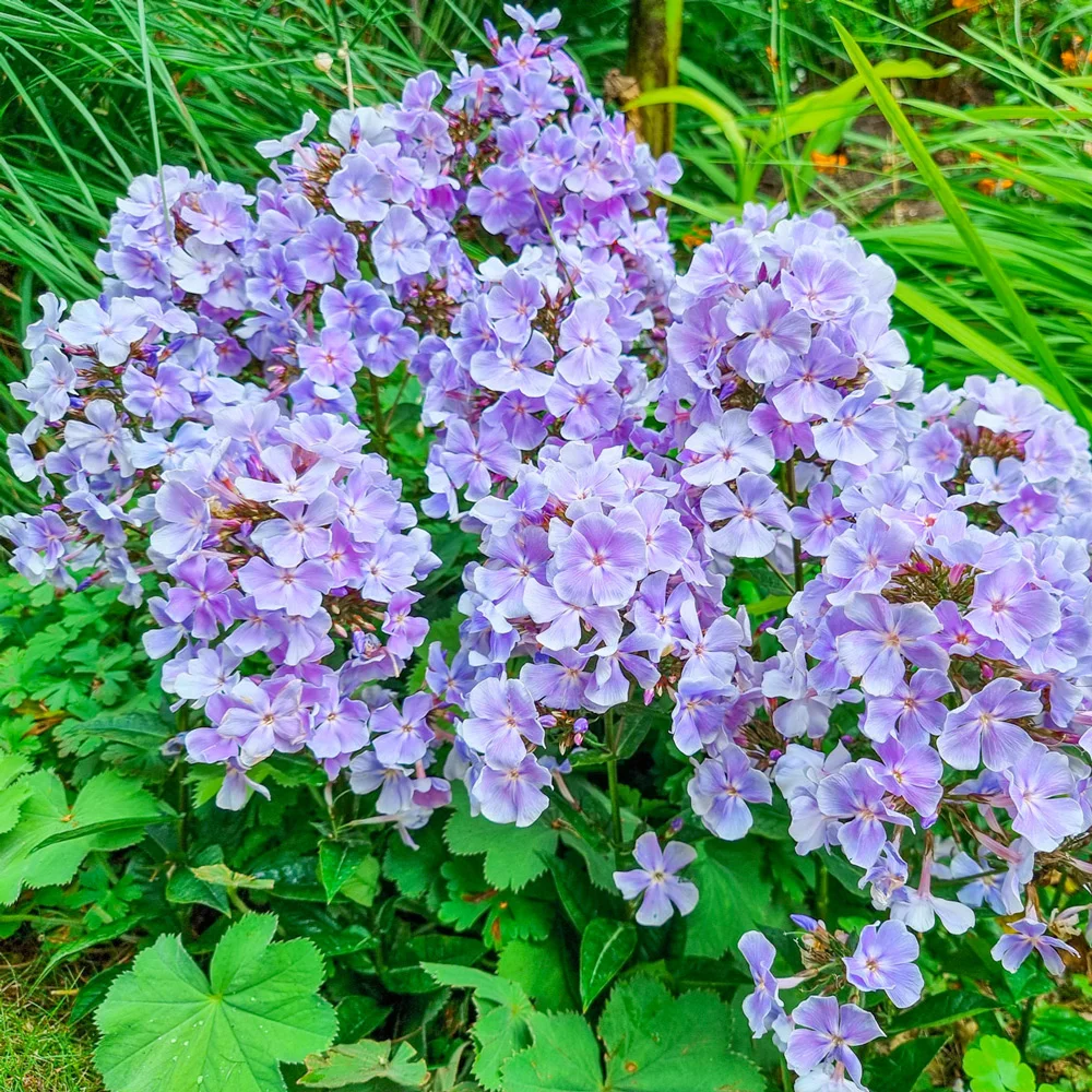 Giant Hardy Phlox Franz Schubert - Image 2