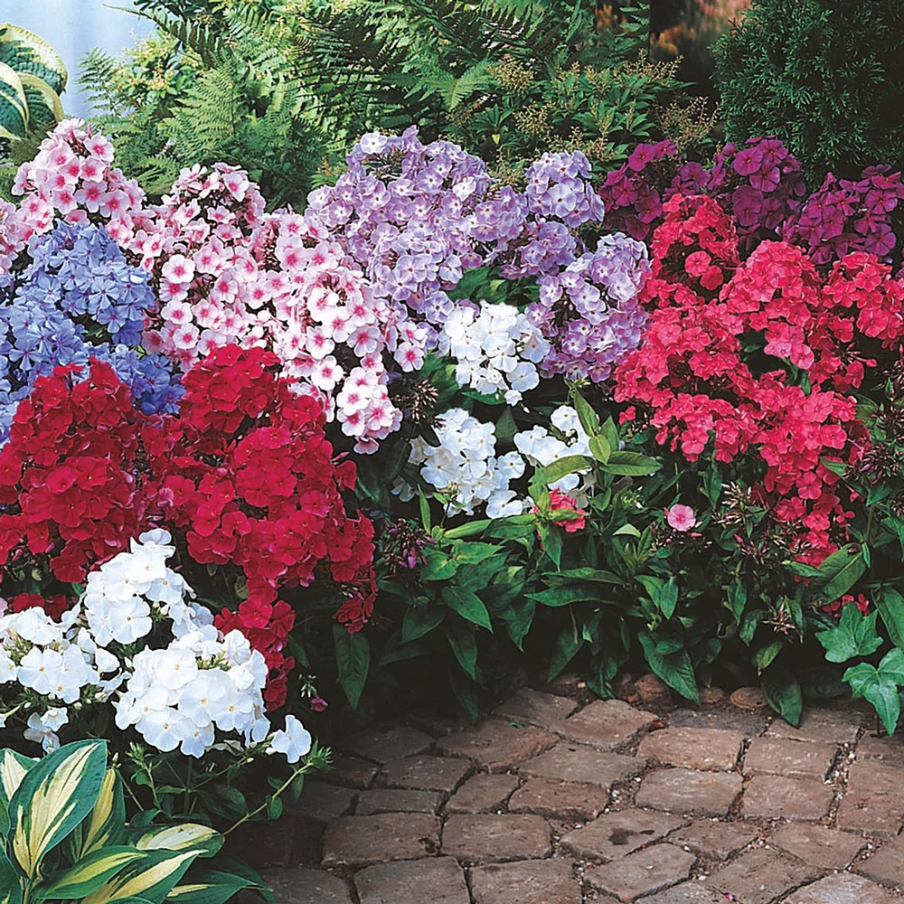 Hardy Tall Phlox Mix
