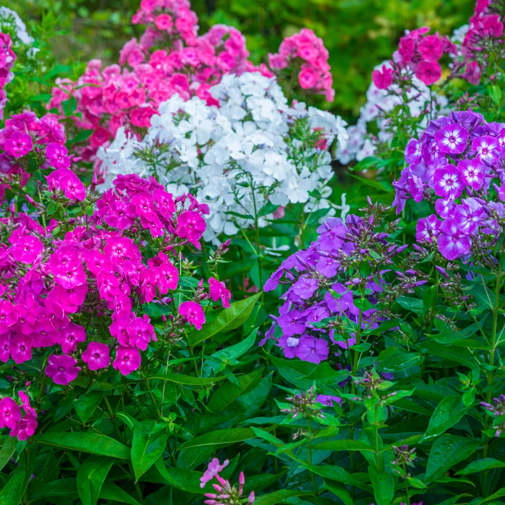 Hardy Tall Phlox Mix - Image 4