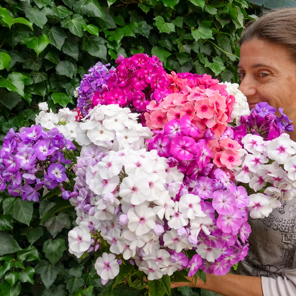 Hardy Tall Phlox Mix - Image 5
