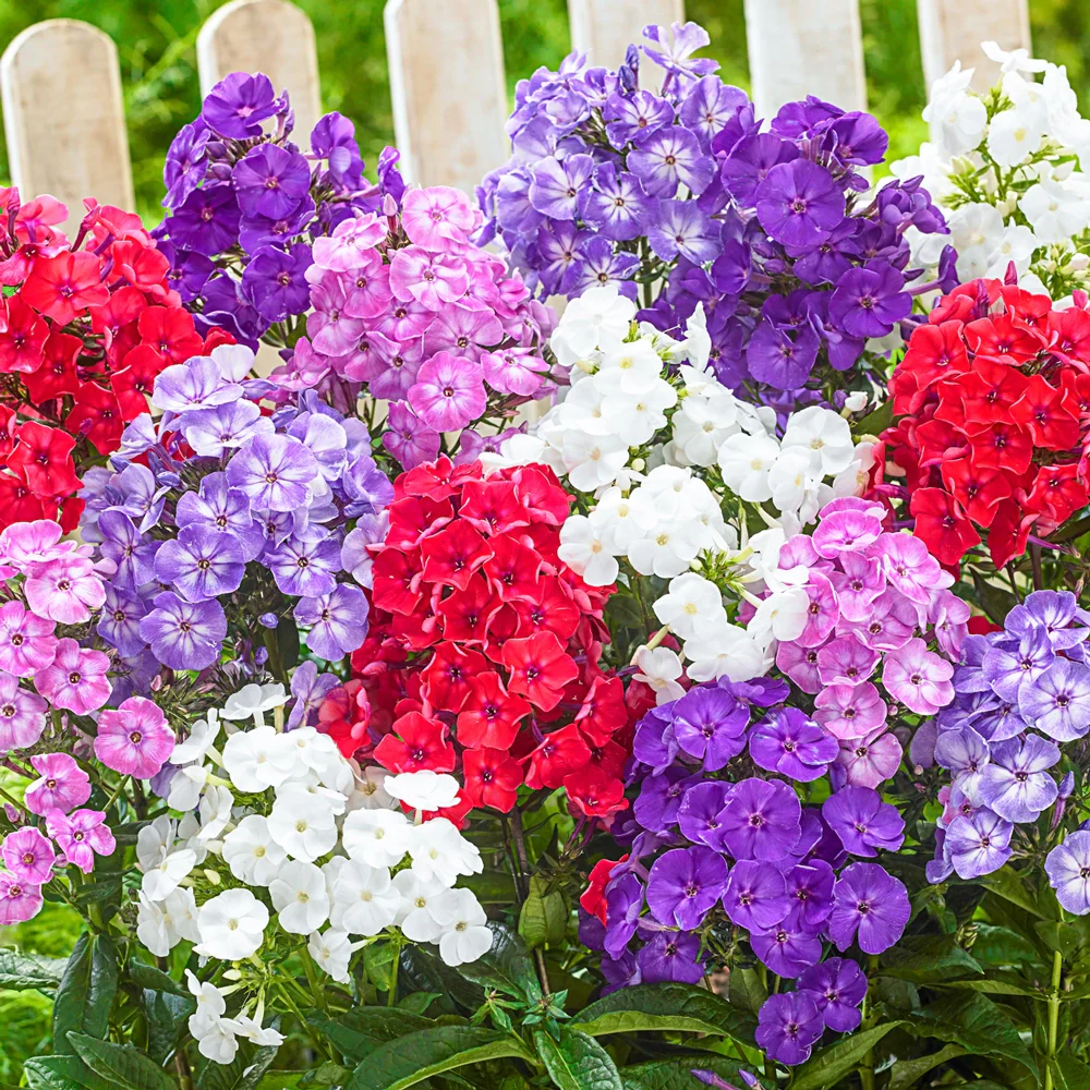Hardy Tall Phlox Mix - Image 6