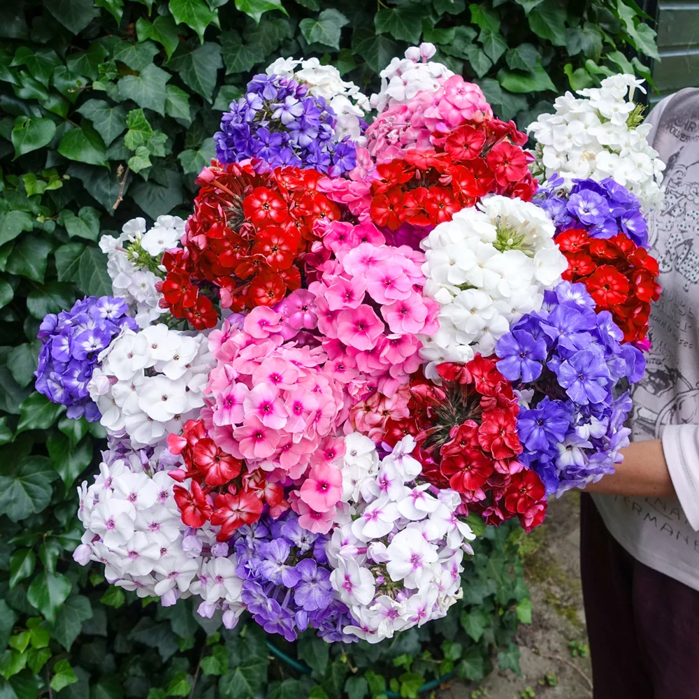 Hardy Tall Phlox Mix - Image 8