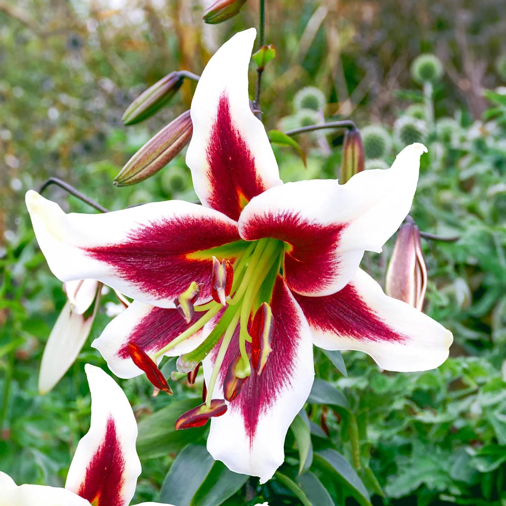 Giant Hybrid Lily Beverly Dreams - Image 2