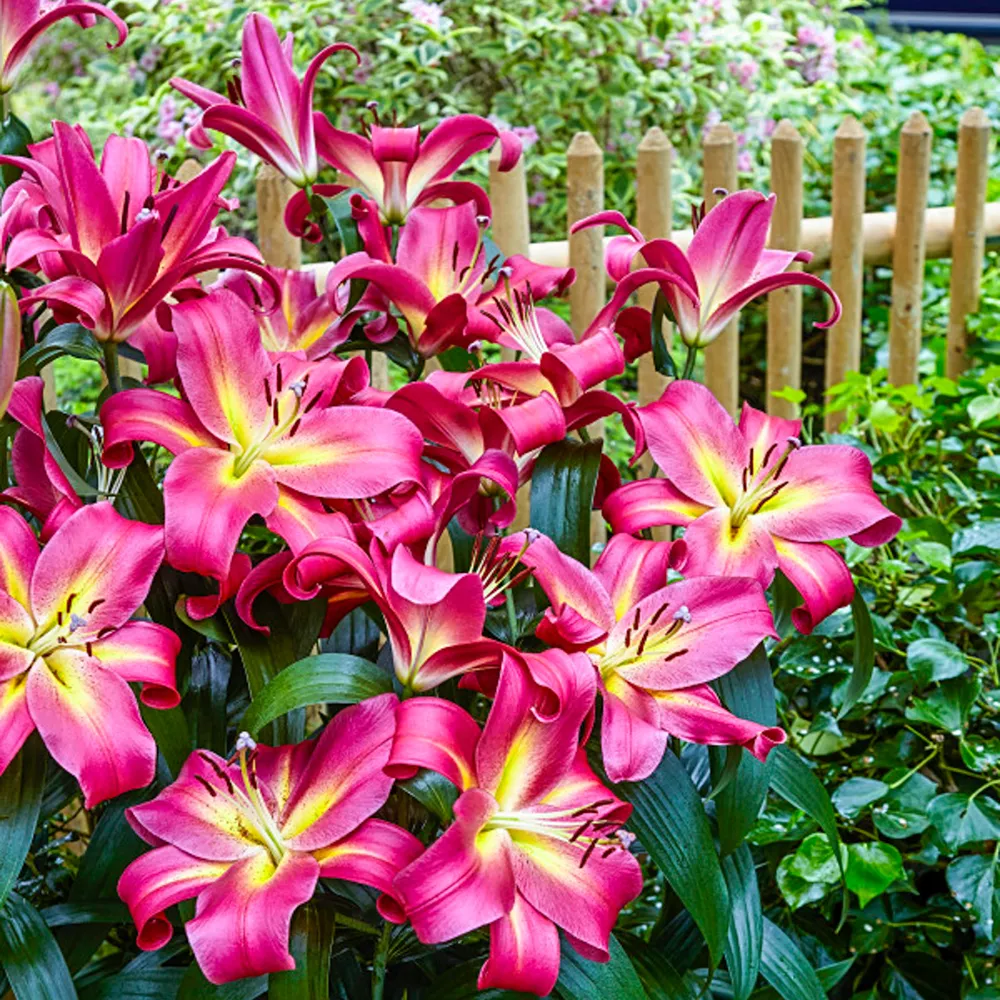 Giant Hybrid Lily Empoli