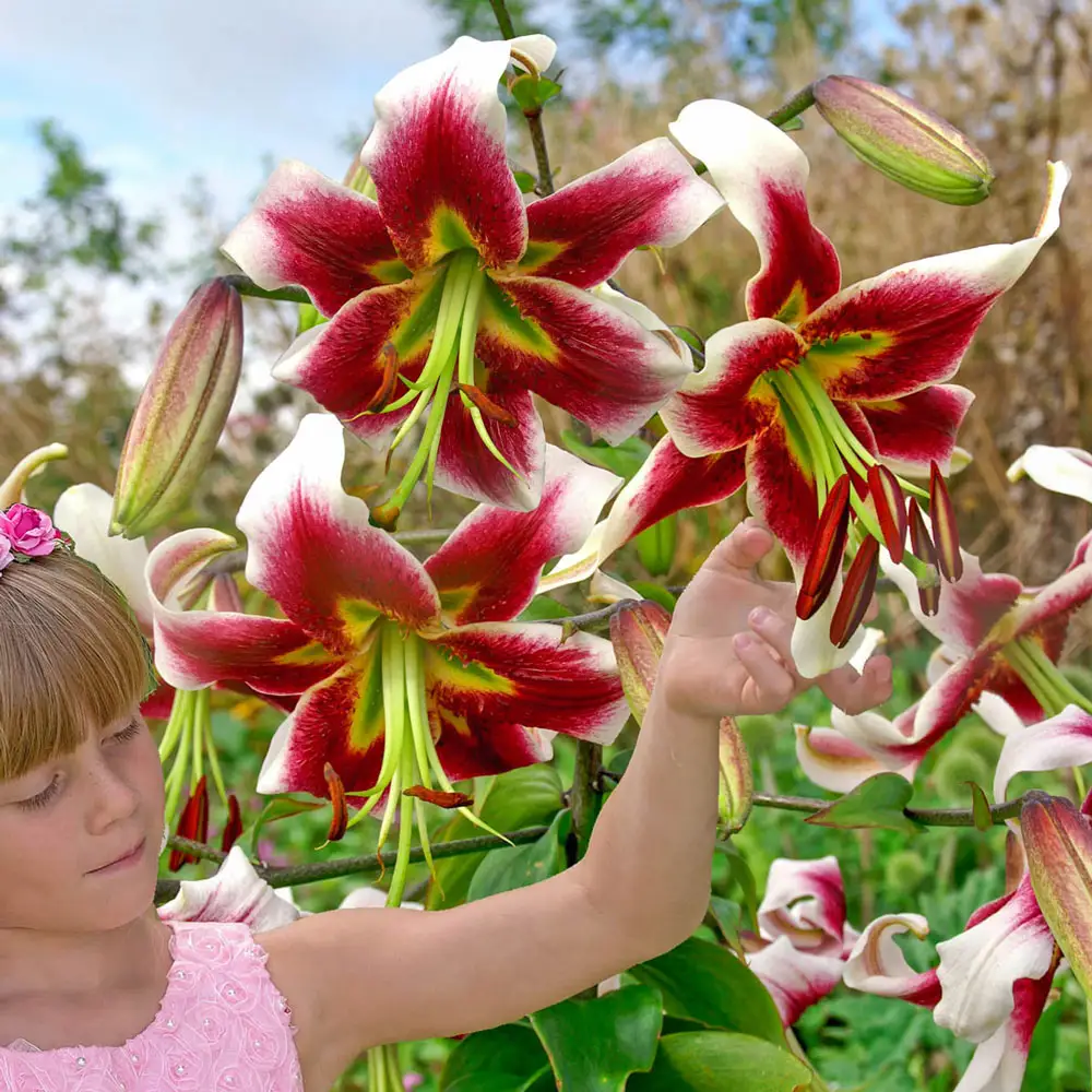 Giant Hybrid Lily Leslie Woodriff